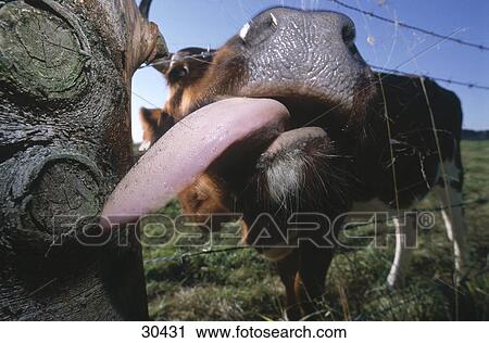 Close-up of cow sticking its tongue out View Large Photo Image Stock Image - Close-up of cow sticking its tongue out . Fotosearch