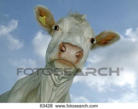 Close-up of cow View Large Photo Image Stock Photo - Close-up of cow . Fotosearch