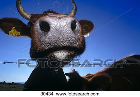Close-up of cow's snout View Large Photo Image Picture - Close-up of cow's snout . Fotosearch