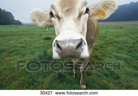 Stock Photo - Close-up of cow's snout . Fotosearch