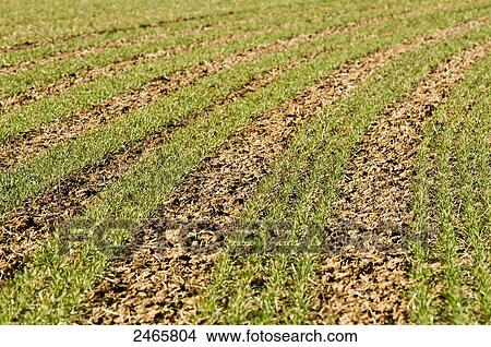 Close-up of cultivated land background View Large Photo Image Picture - Close-up of cultivated land background . Fotosearch