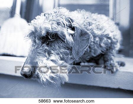 Close-up of dachshund lying on door step View Large Photo Image Stock Image - Close-up of dachshund lying on door step . Fotosearch
