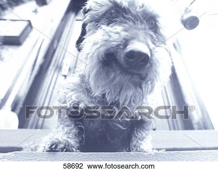Stock Image - Close-up of dachshund sitting on door step . Fotosearch