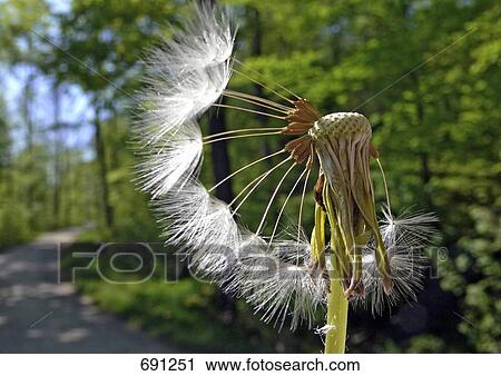 Stock Image - Close-up of Dandelion seed head . Fotosearch
