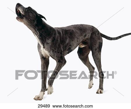 Close-up of Danish Great Dane barking View Large Photo Image Stock Photo - Close-up of Danish Great Dane barking . Fotosearch