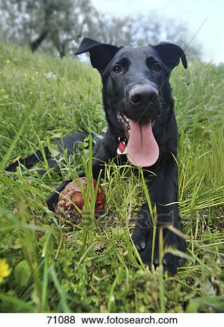 Close-up of dog panting in field View Large Photo Image Stock Photo - Close-up of dog panting in field . Fotosearch