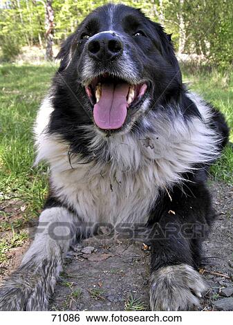 Close-up of dog panting in field View Large Photo Image Stock Photograph - Close-up of dog panting in field . Fotosearch