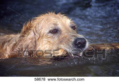 Stock Photo - Close-up of dog swimming in water with retrieving stick Close-up of dog swimming in water with retrieving stick . Fotosearch