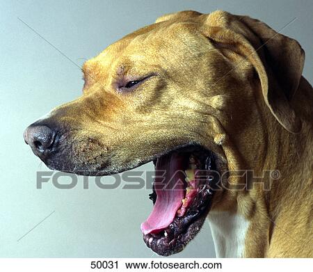 Stock Image - Close-up of dog yawning . Fotosearch