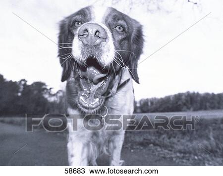 Close-up of dog yawning View Large Photo Image Stock Image - Close-up of dog yawning . Fotosearch