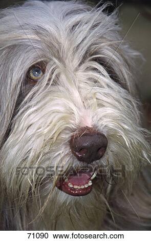 Close-up of dog's face View Large Photo Image Stock Image - Close-up of dog's face . Fotosearch