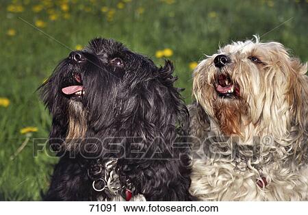 Close-up of dogs panting in field View Large Photo Image Stock Image - Close-up of dogs panting in field . Fotosearch