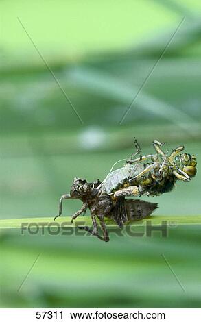 Close-up of dragon fly slipping out of larva View Large Photo Image Stock Image - Close-up of dragon fly slipping out of larva . Fotosearch
