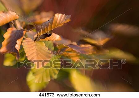 Close-up of dried leaves View Large Photo Image Stock Image - Close-up of dried leaves . Fotosearch
