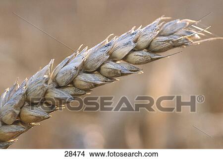 Close-up of ear of wheat, Germany View Large Photo Image Picture - Close-up of ear of wheat, Germany . Fotosearch