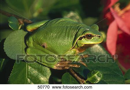 Close-up of European tree frog (Hyla arborea) on leaf View Large Photo Image Stock Image - Close-up of European tree frog (Hyla arborea) on leaf . Fotosearch