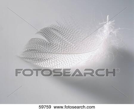 Stock Photo - Close-up of feather . Fotosearch