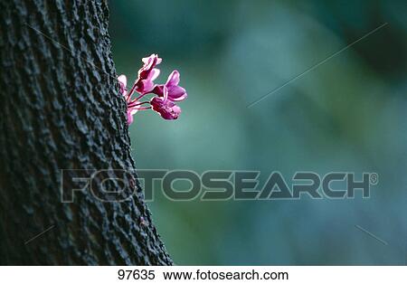 Close-up of flower growing on tree trunk View Large Photo Image Stock Photography - Close-up of flower growing on tree trunk . Fotosearch