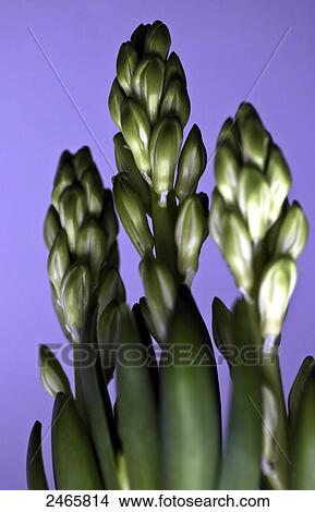 Close-up of flower View Large Photo Image Picture - Close-up of flower . Fotosearch