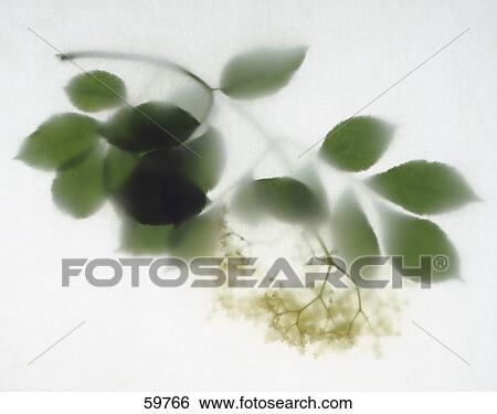 Stock Photograph - Close-up of flowering plant . Fotosearch