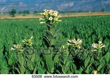 Close-up of flowers blooming in field, Turkey View Large Photo Image Stock Photo - Close-up of flowers blooming in field, Turkey . Fotosearch