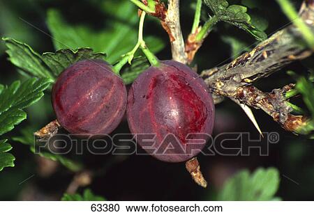 Close-up of gooseberries growing on branch View Large Photo Image Stock Image - Close-up of gooseberries growing on branch . Fotosearch