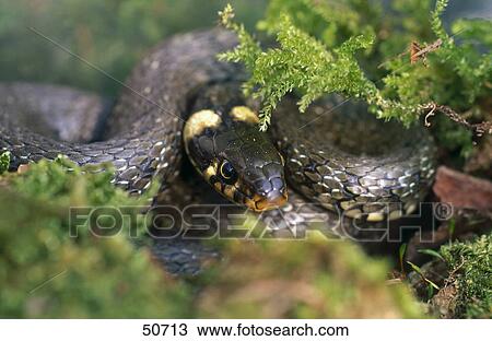 Close-up of Grass Snake (Natrix natrix) in grass View Large Photo Image Stock Image - Close-up of Grass Snake (Natrix natrix) in grass . Fotosearch