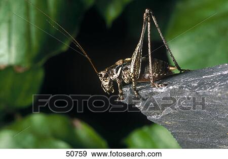 Close-up of grasshopper on stone View Large Photo Image Stock Photo - Close-up of grasshopper on stone . Fotosearch