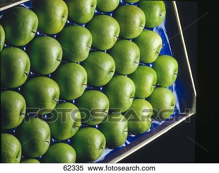 Close-up of green apples in carton View Large Photo Image Stock Photography - Close-up of green apples in carton . Fotosearch