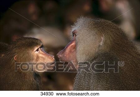 Close-up of Hamadryas Baboon (Papio hamadryas) in zoo, Cologne, Germany View Large Photo Image Stock Image - Close-up of Hamadryas Baboon (Papio hamadryas) in zoo, Cologne, Germany . Fotosearch