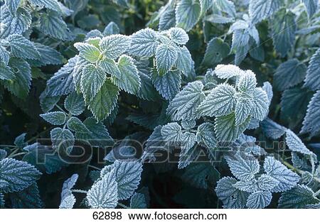 Close-up of hoarfrost nettle leaves Close-up of hoarfrost nettle leaves View Large Photo Image Stock Photo - Close-up of hoarfrost nettle leaves Close-up of hoarfrost nettle leaves . Fotosearch