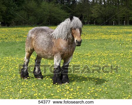 Close-up of horse standing in field View Large Photo Image Stock Photo - Close-up of horse standing in field . Fotosearch