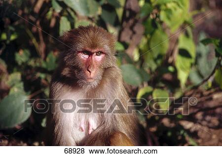 Stock Photo - Close-up of Japanese Macaque (Callicebus Torquatus) . Fotosearch