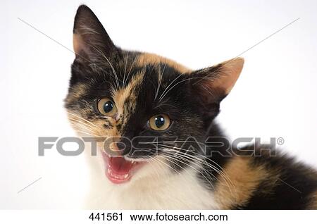 Close-up of kitten meowing View Large Photo Image Stock Image - Close-up of kitten meowing . Fotosearch