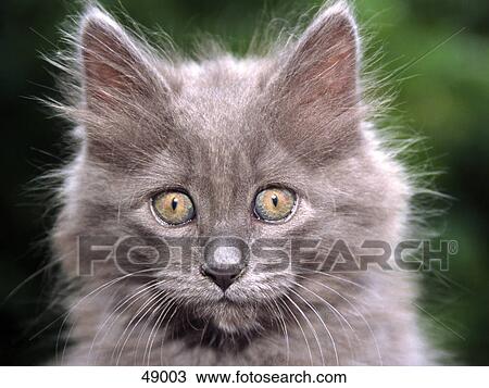 Close-up of kitten's face View Large Photo Image Stock Image - Close-up of kitten's face . Fotosearch