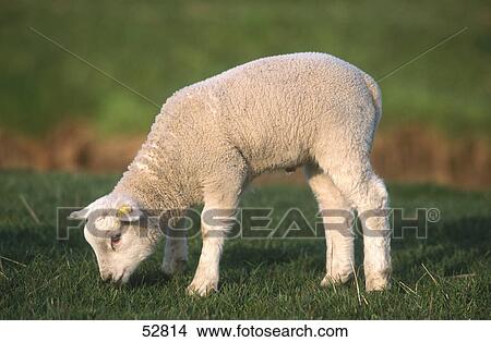 Close-up of lamb grazing grass in field View Large Photo Image Picture - Close-up of lamb grazing grass in field . Fotosearch