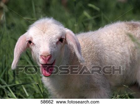 Stock Image - Close-up of lamb standing in meadow . Fotosearch