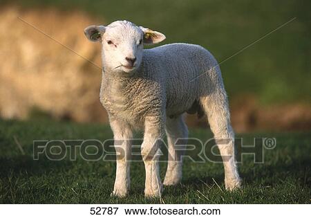 Close-up of lamb standing in meadow View Large Photo Image Stock Photo - Close-up of lamb standing in meadow . Fotosearch