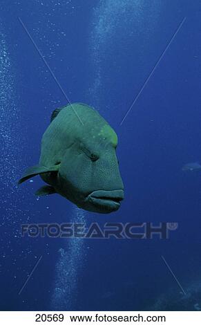Stock Photo - Close-up of Lippfish swimming underwater, Maldives . Fotosearch
