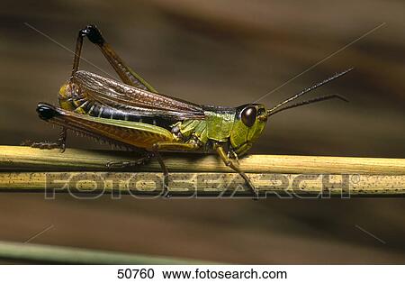 Close-up of Meadow grasshopper (Chortippus parallelus) on stem View Large Photo Image Stock Image - Close-up of Meadow grasshopper (Chortippus parallelus) on stem . Fotosearch