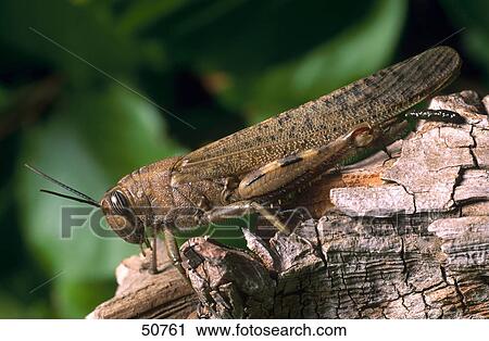 Stock Image - Close-up of Migratory locust (Locusta migratoria) on wood . Fotosearch
