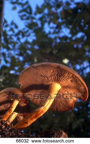 Close-up of mushrooms growing in field View Large Photo Image Stock Image - Close-up of mushrooms growing in field . Fotosearch