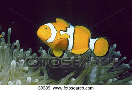 Stock Photo - Close-up of Ocellaris Clownfish (Amphiprion ocellaris) swimming above anemone underwater, Papua New Guinea . Fotosearch