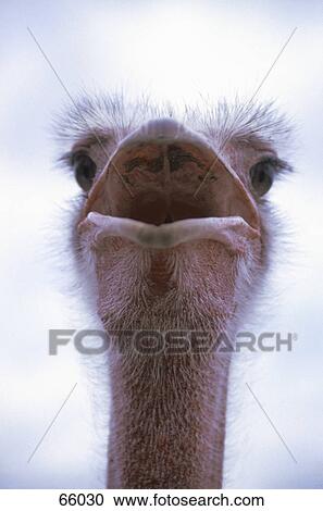 Close-up of ostrich with open beak View Large Photo Image Stock Image - Close-up of ostrich with open beak . Fotosearch