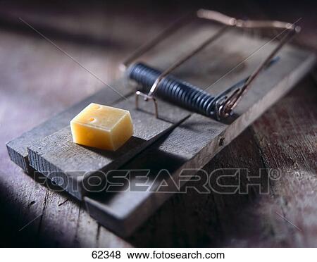 Close-up of piece of cheese on mousetrap View Large Photo Image Stock Photo - Close-up of piece of cheese on mousetrap . Fotosearch