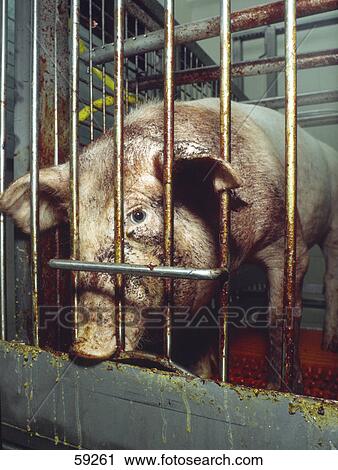 Close-up of pig standing in cage View Large Photo Image Stock Image - Close-up of pig standing in cage . Fotosearch