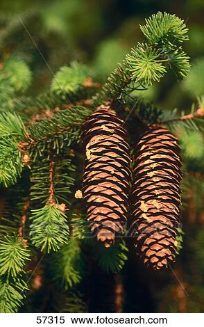 Close-up of pine cones on tree View Large Photo Image Stock Photography - Close-up of pine cones on tree . Fotosearch