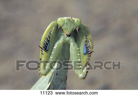Close-up of Praying Mantis, Kenya View Large Photo Image Stock Image - Close-up of Praying Mantis, Kenya . Fotosearch