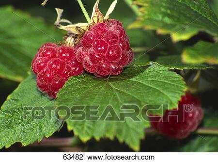 Close-up of raspberries growing on branch View Large Photo Image Stock Image - Close-up of raspberries growing on branch . Fotosearch