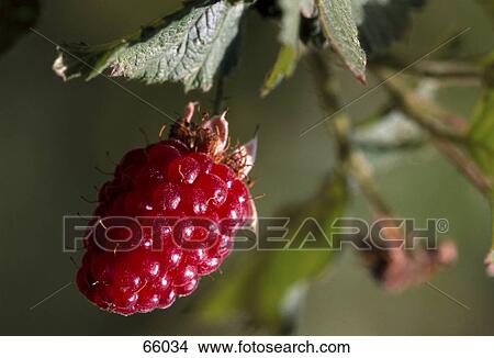 Close-up of raspberry View Large Photo Image Picture - Close-up of raspberry . Fotosearch